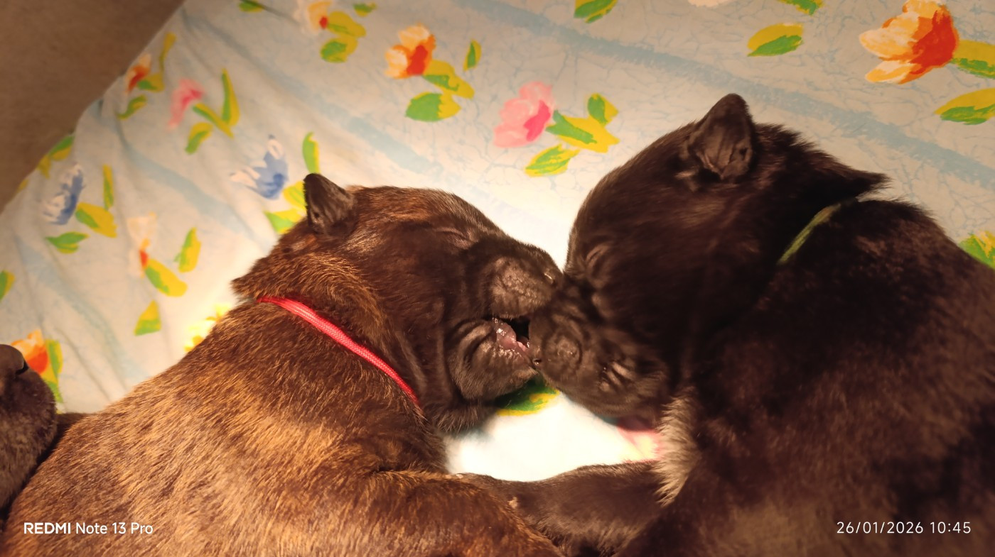 The Horde of Angels - Chiots berger hollandais