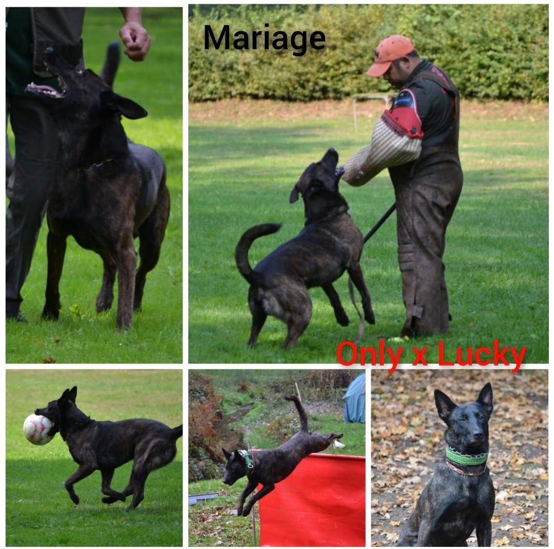 Chiots berger hollandais pour le mois de Mai