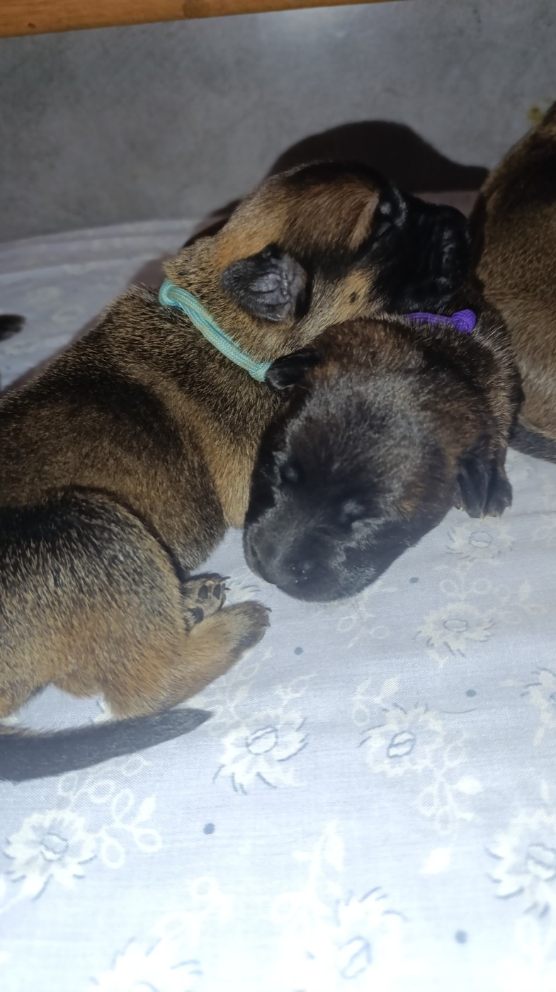 The Horde of Angels - Chiots disponibles - Berger hollandais