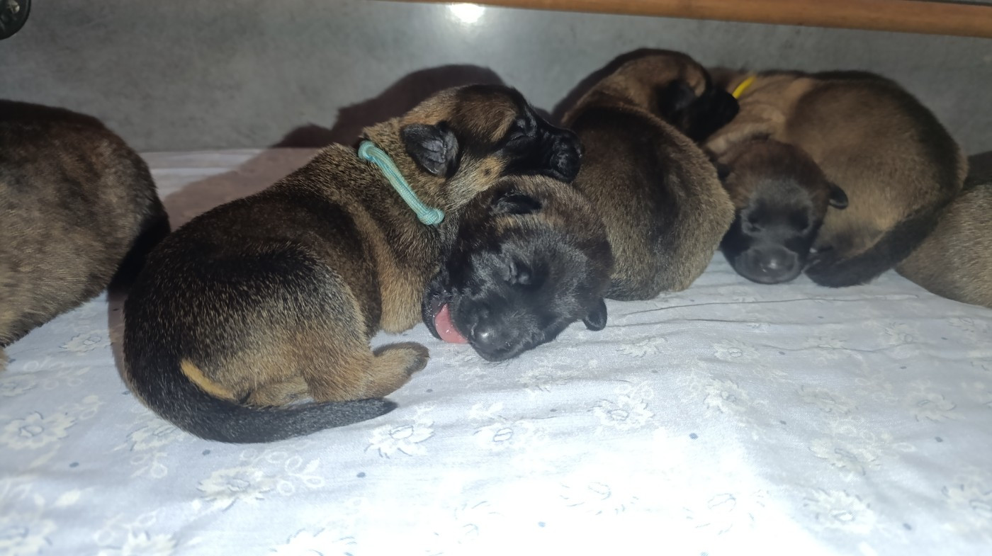 The Horde of Angels - Chiots disponibles - Berger hollandais