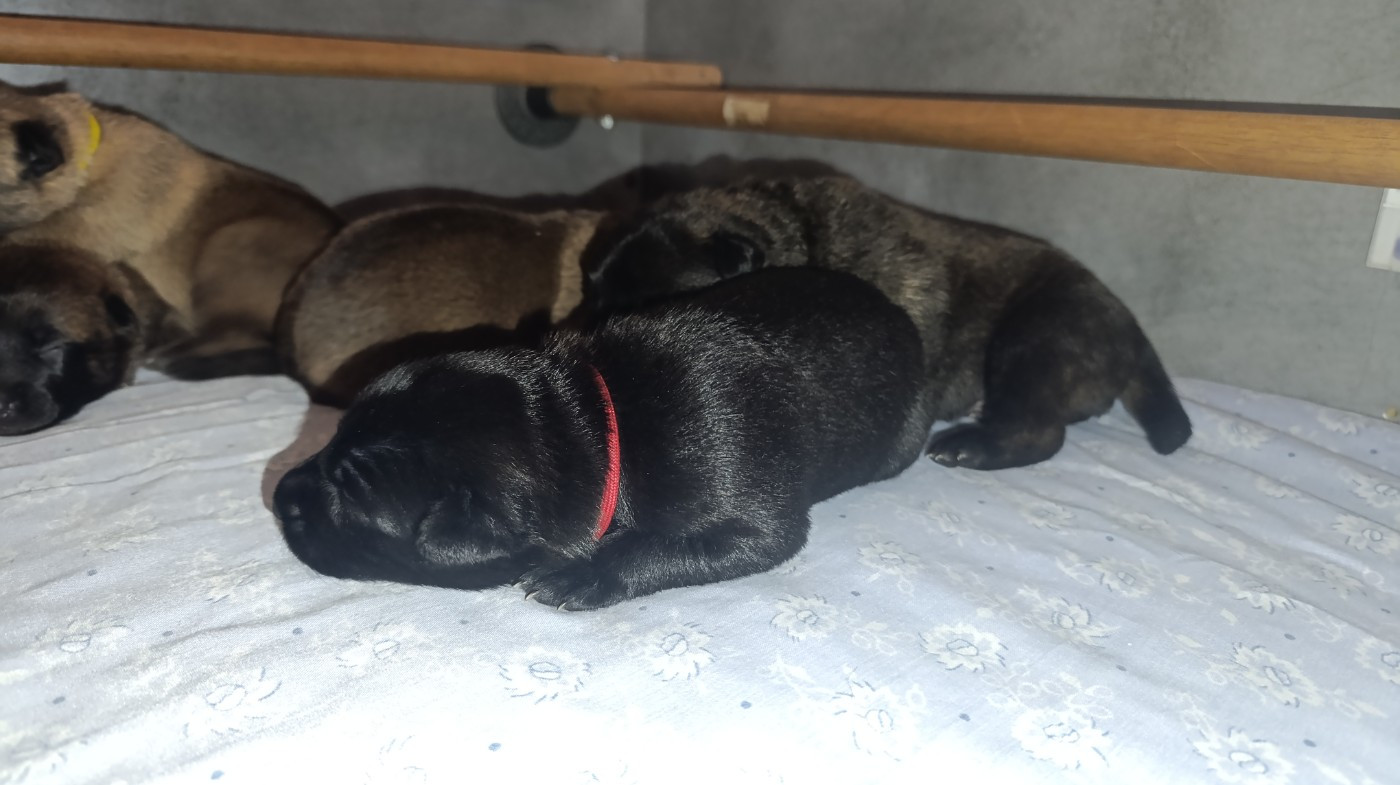 The Horde of Angels - Chiots disponibles - Berger hollandais