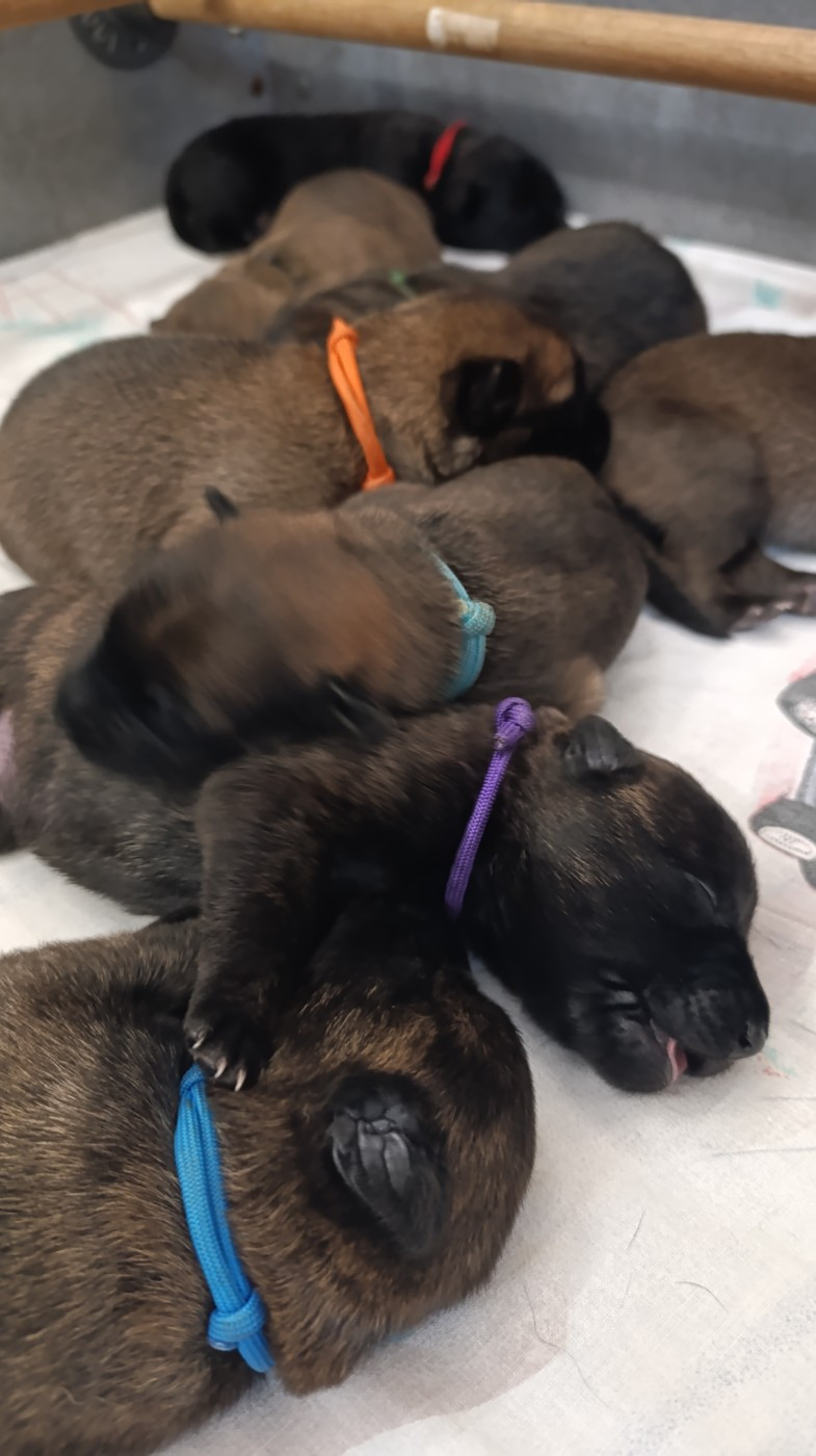 The Horde of Angels - Chiots disponibles - Berger hollandais