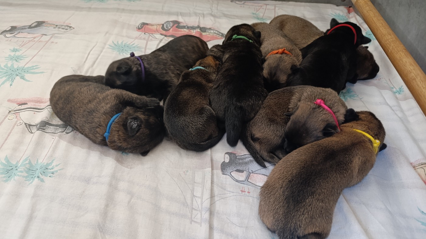 The Horde of Angels - Chiots disponibles - Berger hollandais