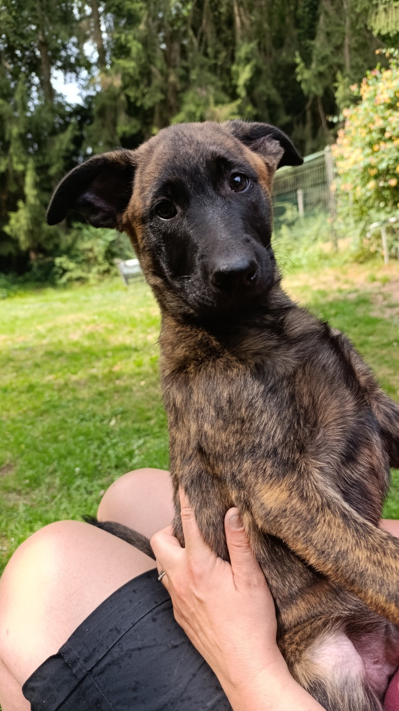 The Horde of Angels - Chiots disponibles - Berger hollandais